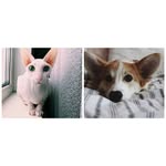 Sonya & Miles - @sonyasphinx.milescorgi - Instagram