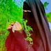 Mim Akter Sinha - Facebook