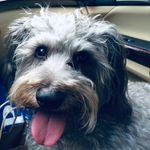 Sonya Oliver - @kirbytheschnoodle - Instagram