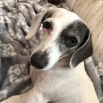 Sonya Peck Nispel - @sonyapecknispel - Instagram