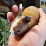Sonya Perkins - @bunnymom76 - Instagram