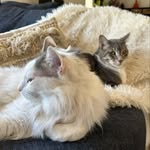 Sonya Sanders Brinkhurst - @miffymalki - Instagram
