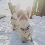 собаки - @sonya_and_tyson - Instagram