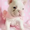 sonyavailet - @sonyavaylet - TikTok