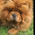 Sonya Waldron - @black_orchid_chows - Instagram