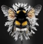 Sonya Wheeler - Facebook