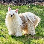 Sonya Wheeler - @sonyawheelerpets - Instagram