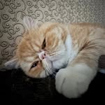 I am Sonya - @sonya_wild.animal - Instagram