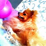 Sonya Wolf - @sonyawolf60 - Instagram