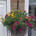 Sonia Workman - Facebook