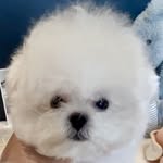 Chewy the mini bichon - @soo.chewy - Instagram