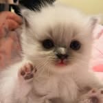 Chuwei - @soochewy - Instagram
