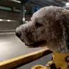 soo_chewie - @soo_chewie - TikTok