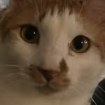 순신이 🐈 - @soonsiniw - Instagram