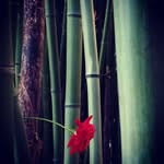 Soon Yeo Choi - @soonyeoc - Instagram