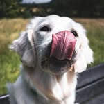 Luna Sophia Bolton 🤍🐶 - @lunagoldiebear - Instagram