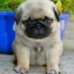 Sophia Bolton - @lippylips08 - Instagram