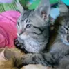 sophia_cherry - @cherrysophia - TikTok