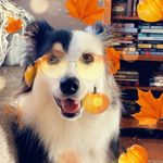 Sophia Roasalita Conner - @sophiecpup - Instagram