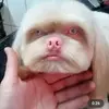sophiaeagle101 - @sophiaeagle101 - TikTok