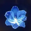 🌺Sophia Hamm🌺 - @sophia.hamm67 - TikTok