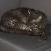 Sophia Kramer - @sophia.kramer60 - TikTok