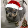 ☆SOPHIA☆ - @sophia_lima345782 - TikTok