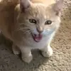 Sophia Maxwell - @sophia.maxwell29 - TikTok