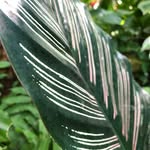 Sophia Moriarty - @moriartydesigns - Instagram