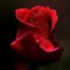 Neumann Sophia - @neumannsophia8812 - TikTok