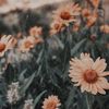 sophia_smiley🦋❤️‍🔥 - @sophia_smiley0 - TikTok