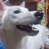 Sophie Abraham - @sophieabraham - TikTok