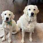 Sophie & Asher Golden Retrievers - @goldenlifesophieasher - Instagram