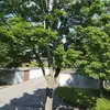 Ich seggse sophies baum :D - @ich.seggse.sophies.baum - TikTok