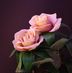 Sophie Bernard - Facebook