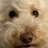 sophiebernstein6 - @sophiebernstein3 - TikTok