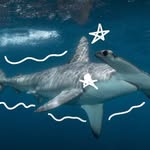Baby shark do do do do👍🏻 - @sophie_bolin1467544 - Instagram