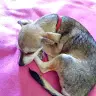Patitas Traviesas - @sophie_bolinilla - TikTok