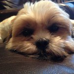 Sophie Gremlin Beyler Conner - @sophiegremlin - Instagram