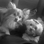 Sophie and Constantine - @sophieandconstantine - Instagram