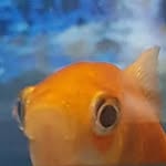 Sophia Cusimano - @sophia.cusi - Instagram