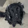 Sophie - @sophielevitt_1 - TikTok