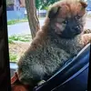 Sorin Muntean - @sorin.muntean32 - TikTok