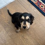 Bertie Sparkle Harris - Wodward - @showstoppercocker - Instagram