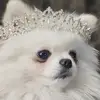 Sparkle Plenty Poms - @sparkle_plenty_poms - TikTok