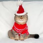 Special Agent Peggy Carter - @peggy_britishshorthair - Instagram