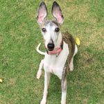 Speedy Lee - @whippet_singapore - Instagram