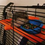 Speedy Smith - @speedy.thehamster2022 - Instagram
