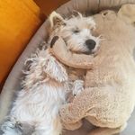 @speedy.thewestie - Instagram