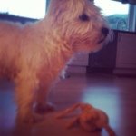 Speedy The Westie - @speedy_the_westie - Instagram